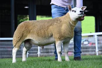 Top price of the day! 20.000gns for a Texel ram lamb from JE & L Davies.
