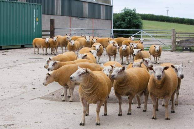 McCartneys Replacement Early Sale at Brecon