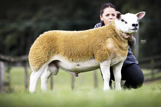 Starry tups head for Builth