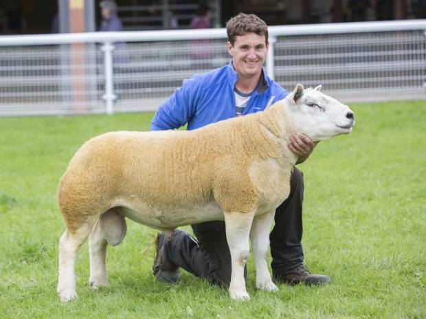 Pant Wolf the Texel shearling sold by Llion Jones for a record 18,000 guineas