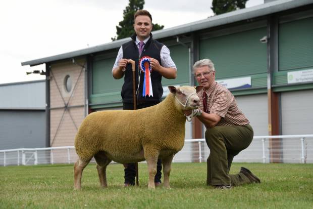 Charles Marwood's sale topper, the Foulrice ram which sold for 1600gns
