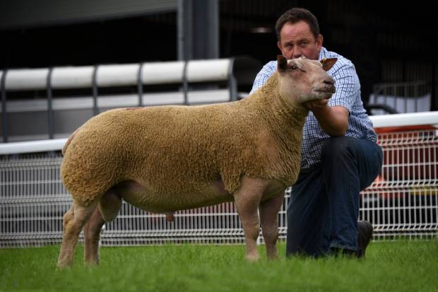 Geoff Probert with one of the consignors high priced rams at the 2022 sale