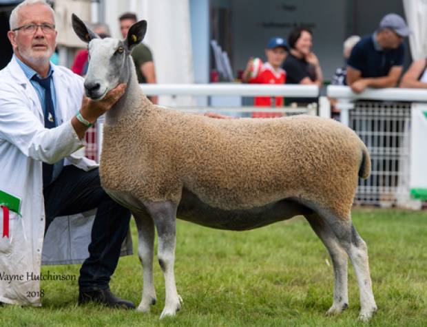 Elfyn Owen has been selling Blue Faced Leicesters since the late 1970s