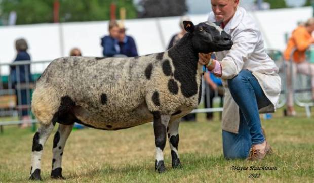 Dutch Spotted announce auctioneer