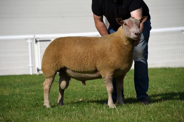 Champion Charollais from Mr & Mrs A Davies