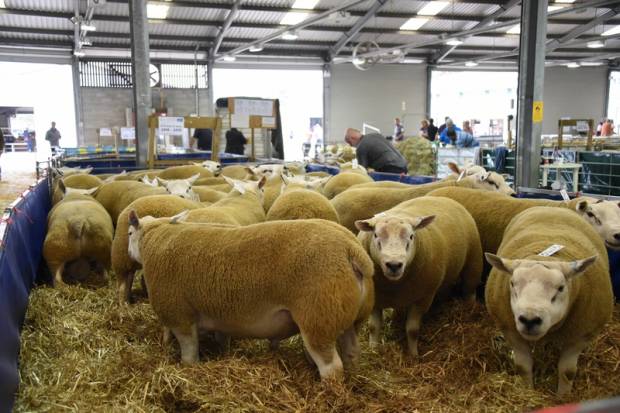 Iconic Ram Sales Returns