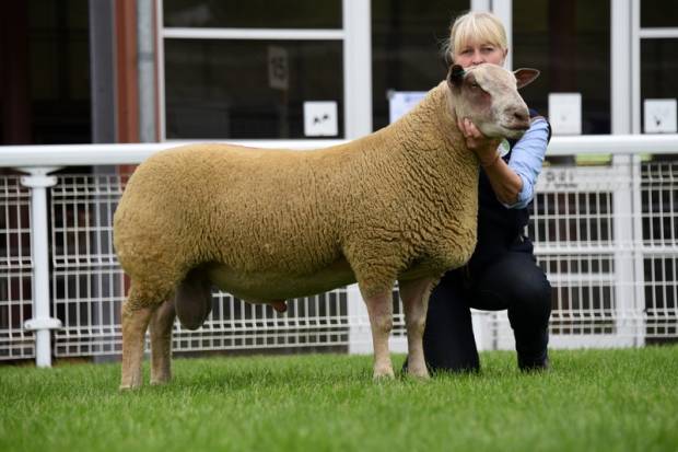 Strong Show of Rams for the NSA Wales & Border Main Sale