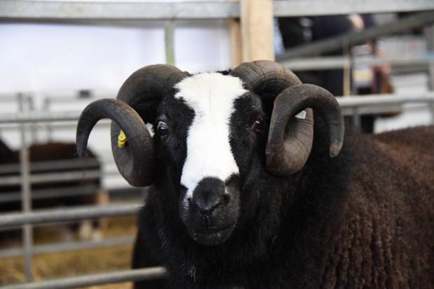 All the pictures from Monday's sale are on the Gallery Page