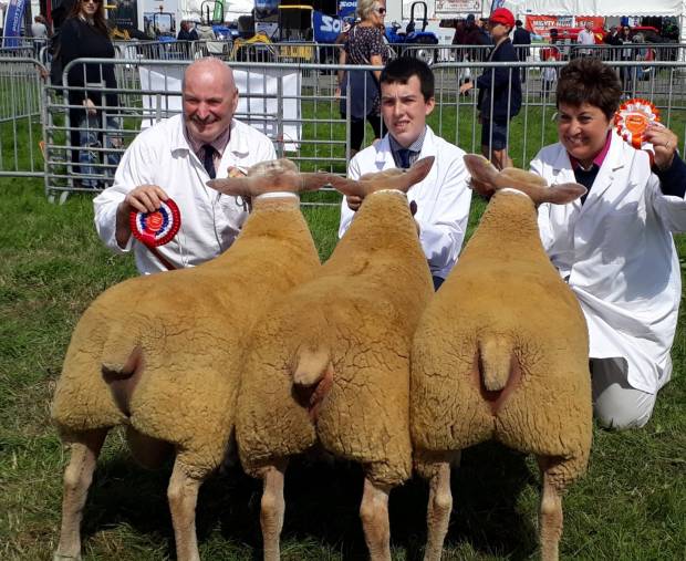 Charollais Breeding for Hardiness