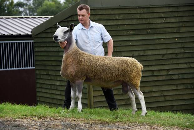 Richard Harris with the record price ram at the NSA Wales & Border Ram Sale