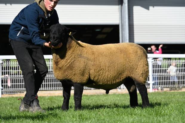 Lot 1933 Champion Suffolk from G Davies & Sons, Llanfechan