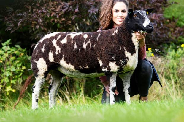 The Dutch Spotted to make their Builth debut