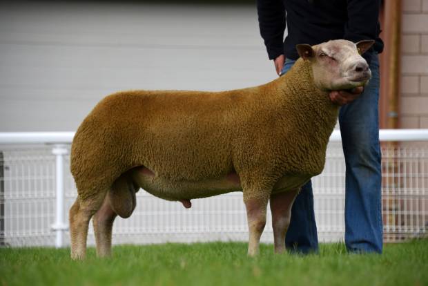 Lot 61 from the Robleston flock sold for 2000gns