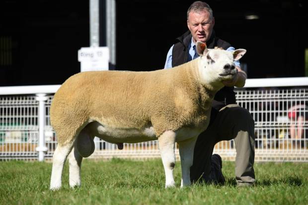 Berrichon Sheep Society appoint new auctioneers