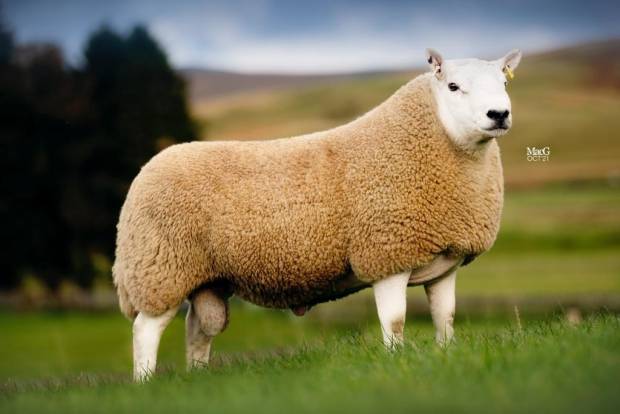 South Country Cheviots at the NSA Wales & Border Ram Sales