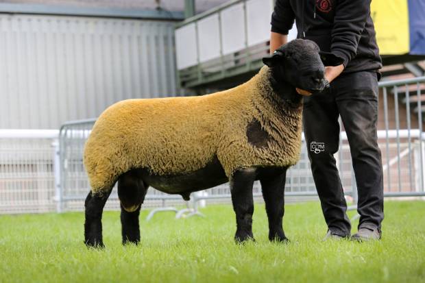 Suffolk Success