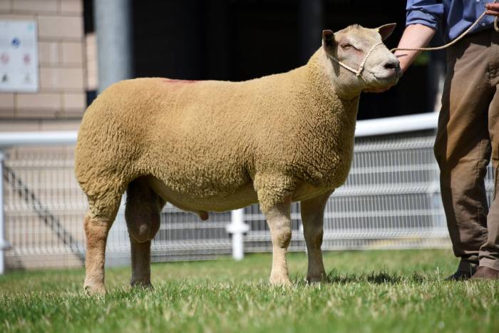 Sale topper from WC & RL Bowen, Haverfordwest. Lot No. 35 sold for 1700gns (2022