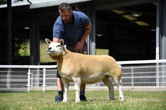 Texel Overall Champion from Vaughen Farms Ltd. Lot 207 sold for 1100gns (2022)