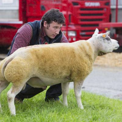 Lot 1755 Dafydd Lewis 3000gns