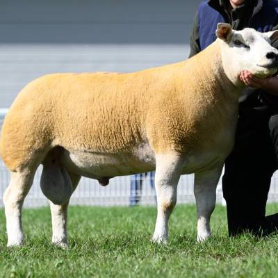 Top price in the Hexham Ring Lot 2472 from DG & N Williams, Lampeter which sold for 22,000gns
