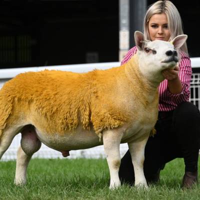 Texel ram lamb from Amplett & Owens sold for 2400gns