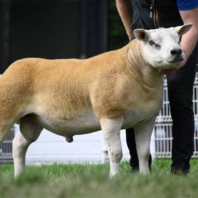 Lot 3104 Texel ram lamb from E Morgan Blaencar sold for 4000gns