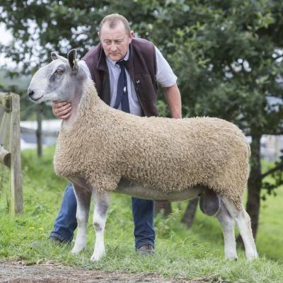 Lot 483 Bluefaced Leicester 3400gns