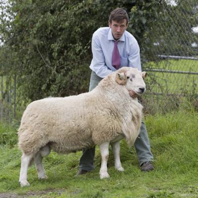 4928 Welsh Mountain top price 5200gns