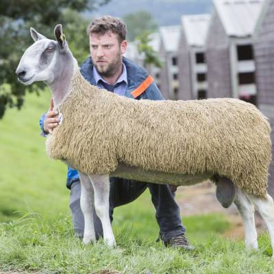 Lot 594 Blueface Leicester