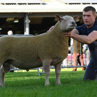 Champion Charollais from the Robleston flock Lot 623