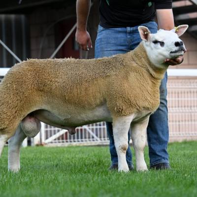 Champion Texel Lot 2923 from JE & L Davies sold for 20000gns