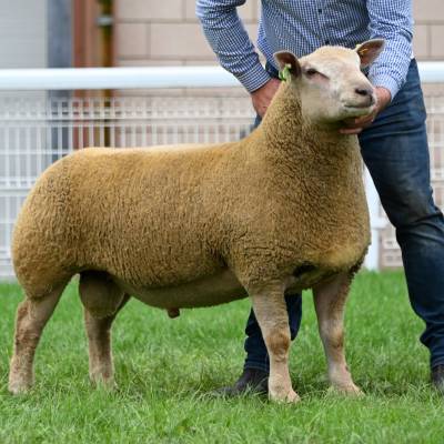 Charollais ram lamb from Adrian Davies