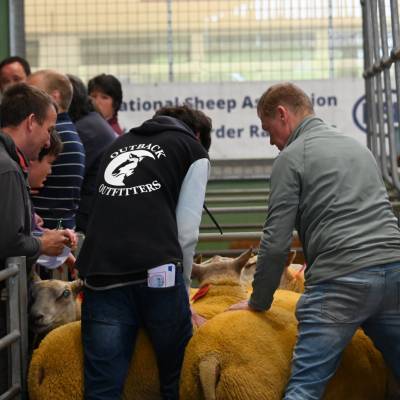 Pictures from the Hereford Sale