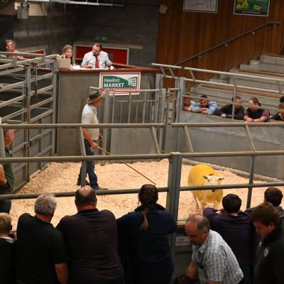 Pictures from the Hereford Sale