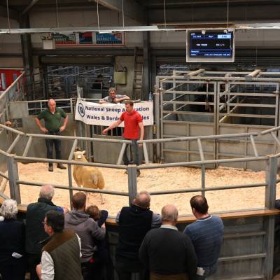 Pictures from the Hereford Sale