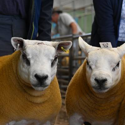Pictures from the Hereford Sale