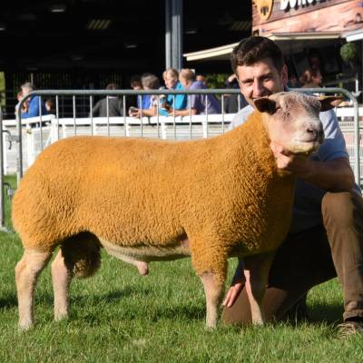 Reserve Champion Charollais  Ram Lamb from Robert Whittacker, Jedburgh
