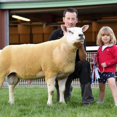 Champion Texel from WO & PE Reed, Haverfordwest