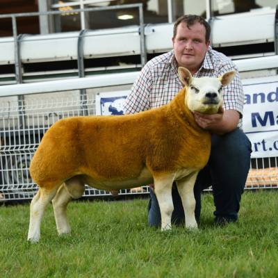 Reserve Champion Ram Lamb from Usk Valley Pedigrees Lot 1880 2800gns