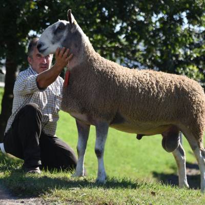 Lot 338 2400gns from TJ & LSR Griffiths