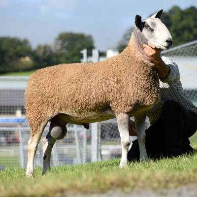 Lot 448 from SA Harding 4800gns