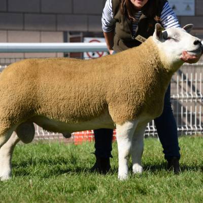 Lot 2384 from RM & GL Watkins