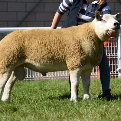 Lot 2384 from RM & GL Watkins