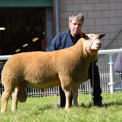 Lot 3252 from T H Roberts 2500gns