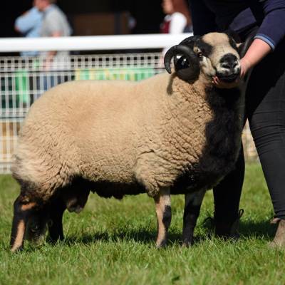 Lot 3552 BadgerFace from Lucy Levinge 1120gns