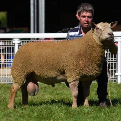 Lot 3253 2600gns from T H Roberts