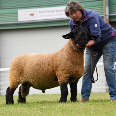 Lot 265 Suffolk Ram from Mr J A Pryce 850gns