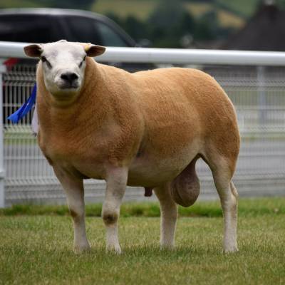 Lot 246 from Messrs WR Watkins, Great Corras. Texel ram sold for 1400gns