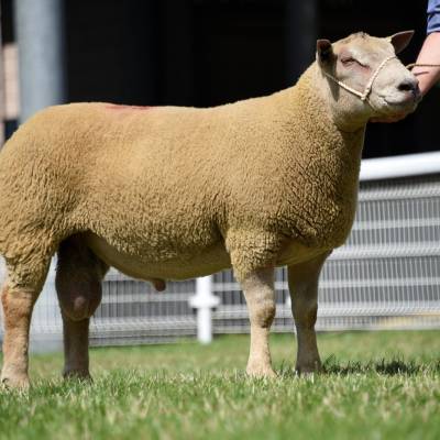 Lot No. 35. The sale topper at 1700gns from WC & RL Bowen.