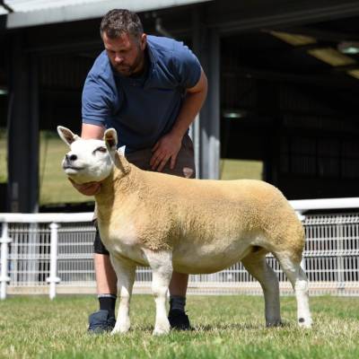 Overall Texel Champion from Vaughen Farms. Lot 287